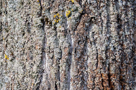 Close up of the bark of a tree trunk