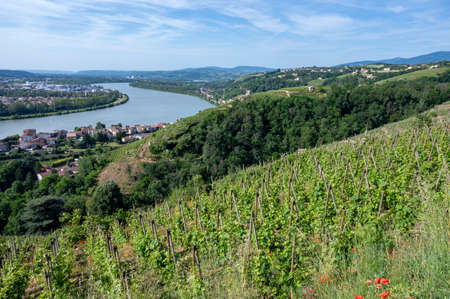 Landscape of the RhÃ´ne valley with its vineyards around the village of Condrieu in France