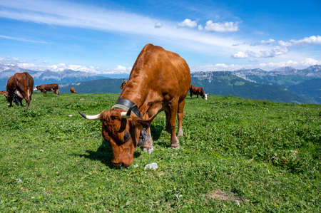 Cow of the Tarine breed grazing at the top of Mont Semnoz in the Alps in Haute-Savoie in springの写真素材