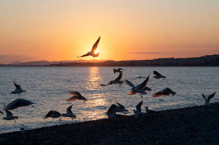 Sunset over the Mediterranean sea in winter with flying seagulls in silhouetteの写真素材
