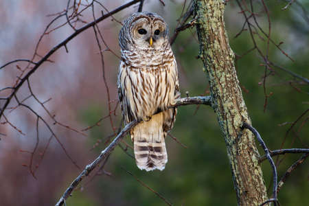 Barred Owl on a branch at sunrise.の写真素材