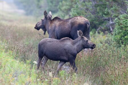 Mother and calf on The Cabot Trail in the Cape Breton Highland National Park near French Lake. The ditch on the side of the road provides plenty of water to drink from.の写真素材