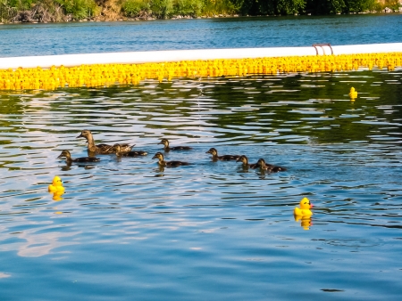 River full of Yellow Rubber Ducks at Annual Rubber Duck Regatta. Real ducks for comparisonの写真素材