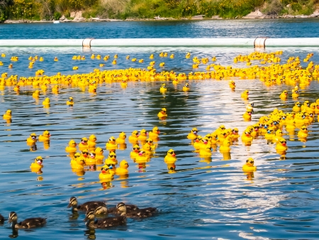 River full of Yellow Rubber Ducks at Annual Rubber Duck Regatta. Real ducks for comparisonの写真素材