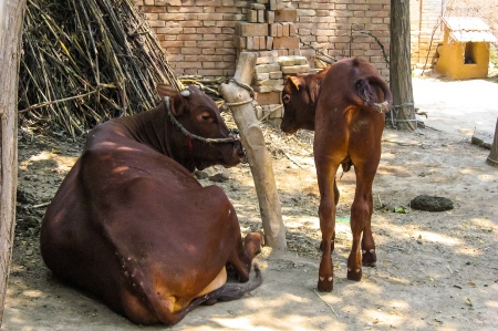 Mother brown cow with calf, taken in Chinaの写真素材