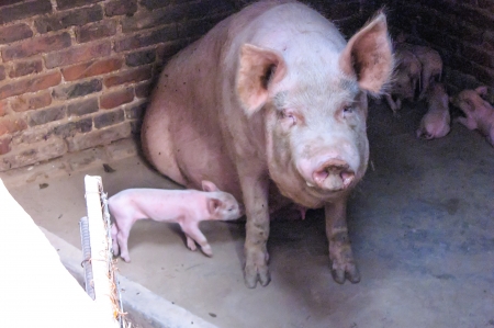 Mother pig with piglets in pigpenの写真素材