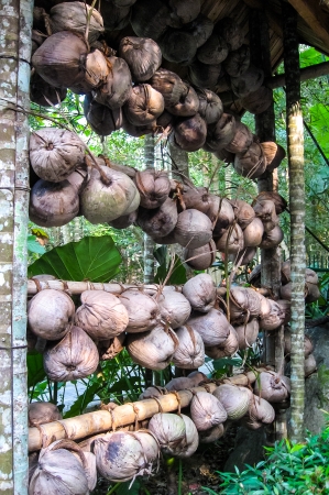 Coconut display from Zhuang Chinese Minority group villageの写真素材