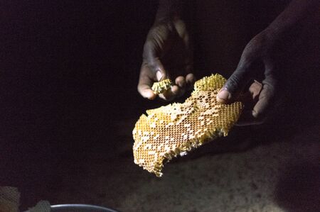 View on the honeycomb freshly harvested from a traditional bee hive in the countryside of Burkina...
