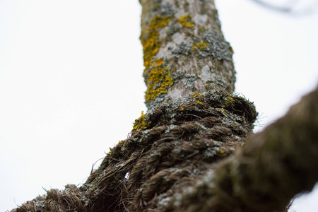 old rope in the treeの写真素材