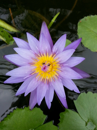 bees in the lotusの素材