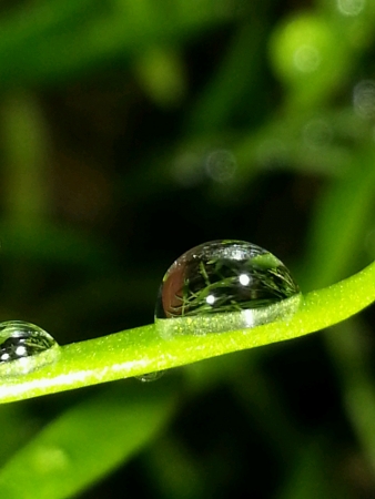 morning dew on bladesの素材
