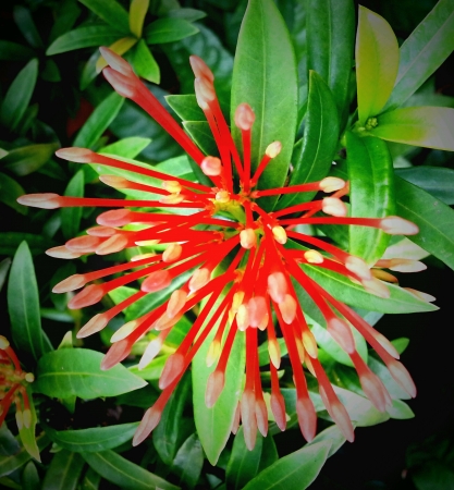 unbloom ixora flowersの素材