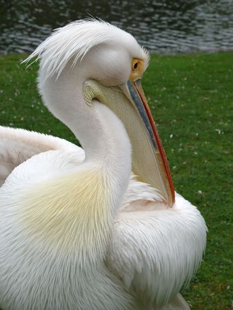 Snow white pelican portrait at grass background closeupの写真素材