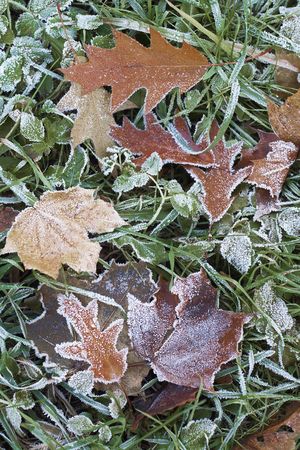 close-up of dry leaves with rime.の写真素材