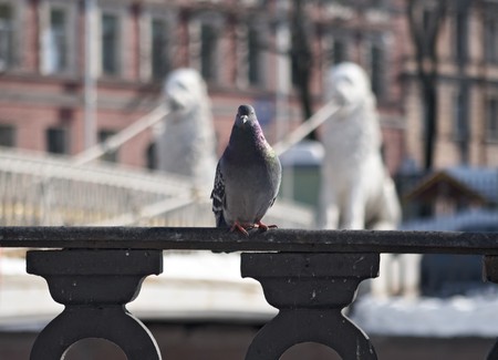 City dove perched on a rail of Lion bridge. Petersburgの写真素材