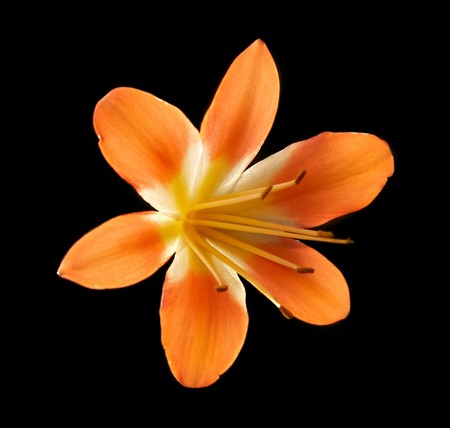 Amaryllis clivia isolated on blackの写真素材