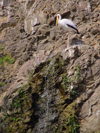 Alone white storks at the rock near waterfallの写真素材