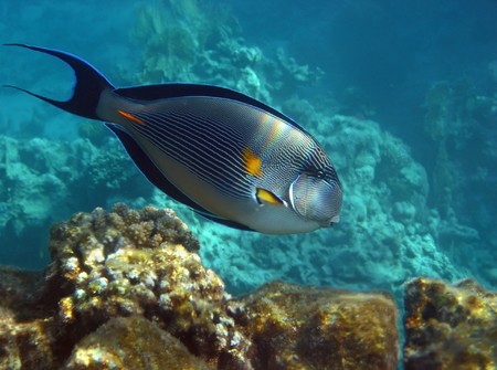 Striped Sohal Surgeonfish swimming under the  reef in Red Sea, Egypt.