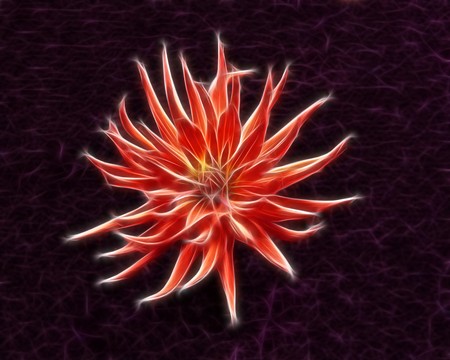 Abstract fractal red dahlia flower wallpaper on violet backgroundの写真素材