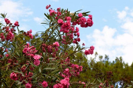 Beautiful tropical and mediterranean shrub.の写真素材