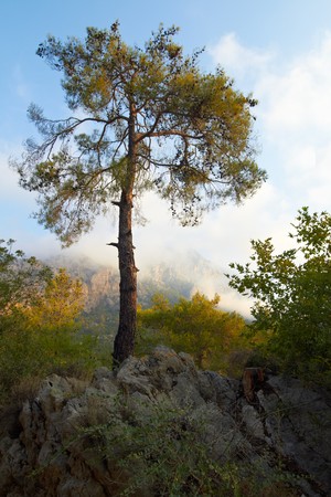 Pime tree on a cloudy mountain backgroundの写真素材