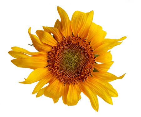 Sunflower on white background. Isolated photos of sunflowerの写真素材
