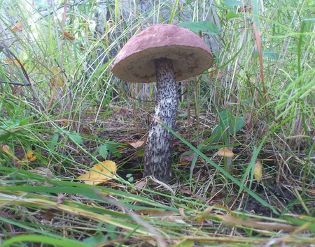 brown cap boletus on the grass in forestの写真素材