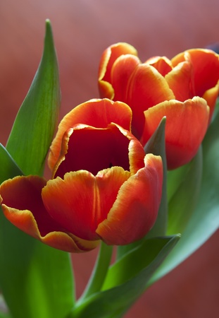 Red spring flowersの写真素材