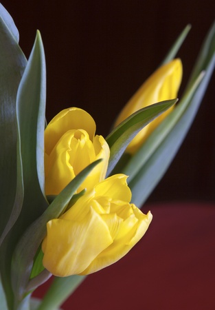 Red spring flowersの写真素材