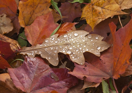 Dew on Autumn Leavesの写真素材