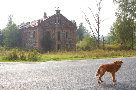 Waiting Lonely Dogの写真素材