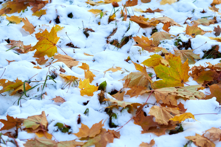 autumn leaves in the snowの写真素材