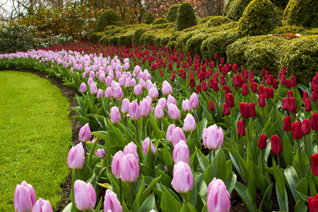 waves natural park waves of red and pink tulips Keukenhof gardensの写真素材