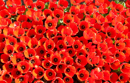 background of tulips growing in garden taken fron topの写真素材