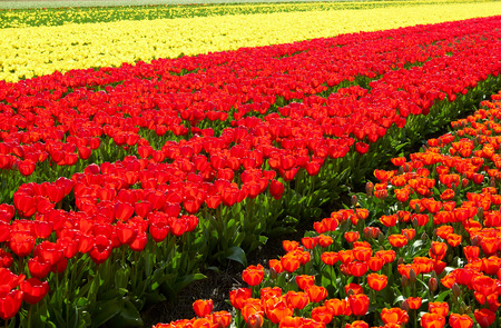 background of Field full of red and yellow tulips in bloom bright sunny dayの写真素材