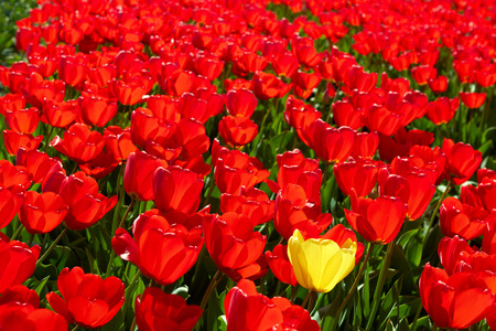 background of One yellow tulip among red ones bright sunny dayの写真素材