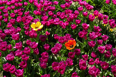 background of  Two different  yellow and red tulips among violet ones bright sunny dayの写真素材