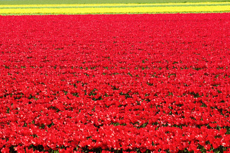 background of Field full of red and yellow tulips in bloom bright sunny dayの写真素材