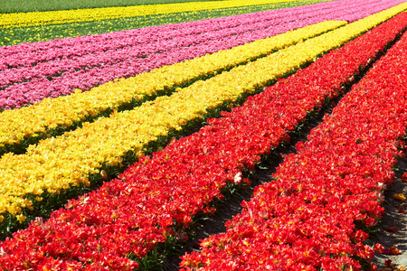 background of  Field full of red and yellow tulips in bloom bright sunny dayの写真素材