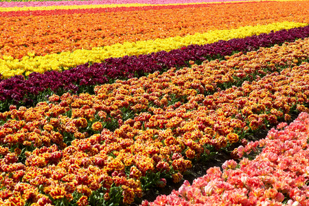background of tulips field different colors in Holland bright sunny dayの写真素材