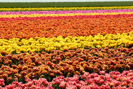 background of tulips field different colors in Holland bright sunny dayの写真素材