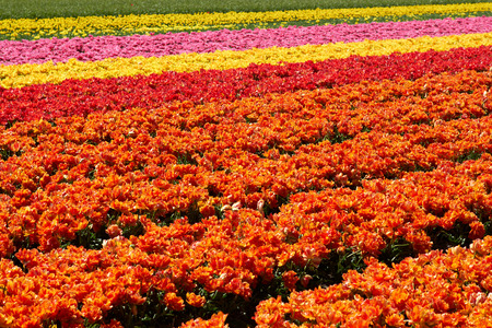 background of tulips field different colors in Holland bright sunny dayの写真素材