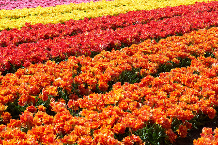 background of tulips field different colors in Holland bright sunny dayの写真素材