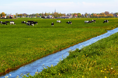 Typical dutch landscape with cows farmland and a farm house bright sunny dayの写真素材