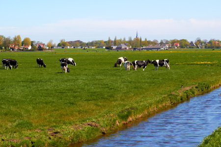 Typical dutch landscape with cows farmland and a farm house bright sunny dayの写真素材