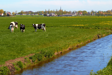 Typical dutch landscape with cows farmland and a farm house bright sunny dayの写真素材