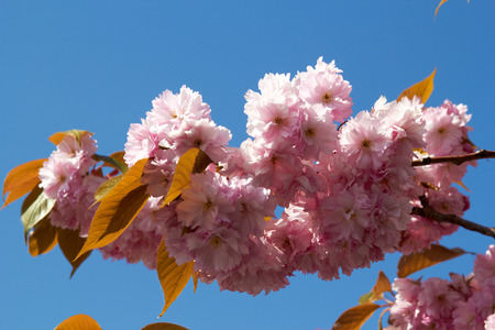 Blooming tree in spring with pink flowers closeupの写真素材