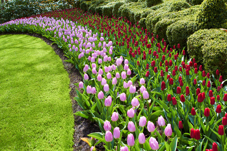 natural park waves of red and pink tulips Keukenhof gardensの写真素材