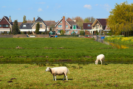 Sheep Grazing on Green Meadow near a Small Dutch Town sunny spring dayの写真素材