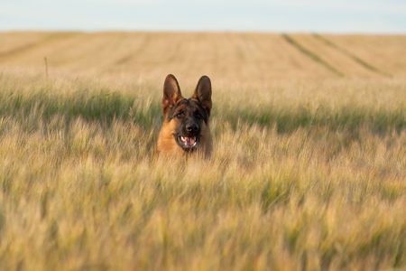 German shepherd running in the wheatの写真素材